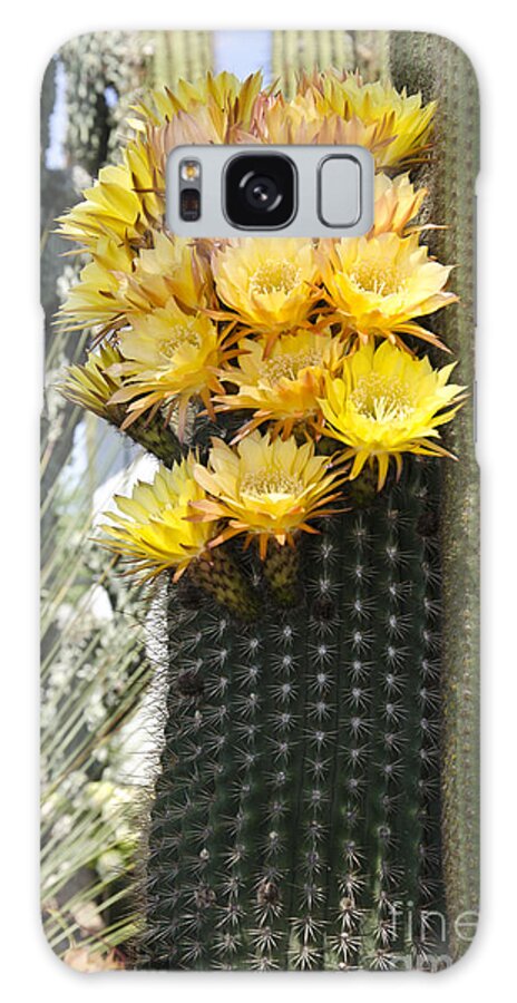 Cactus Galaxy Case featuring the photograph Yellow cactus flowers #4 by Jim And Emily Bush