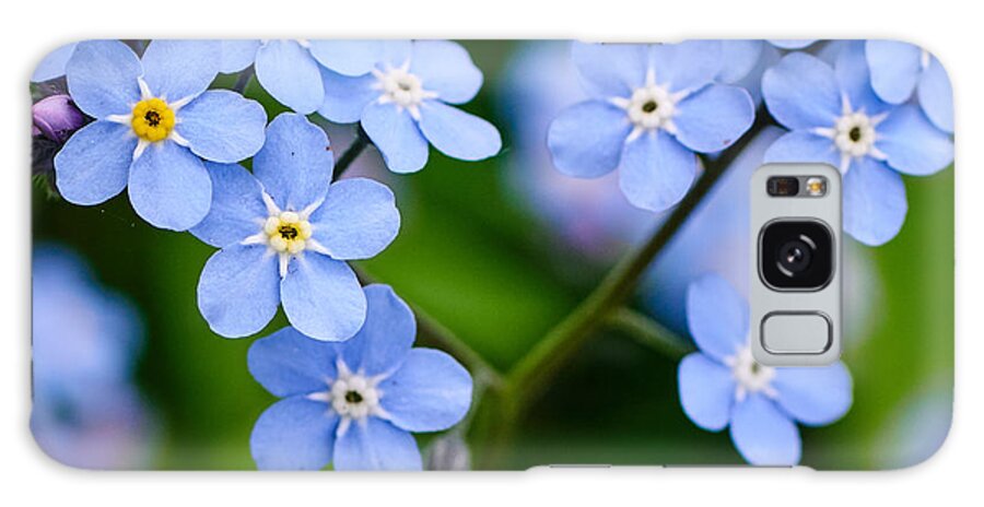 Finland Galaxy Case featuring the photograph The broken heart. Forget me not by Jouko Lehto