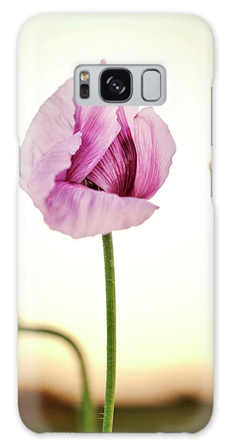 Palatinate Galaxy Case featuring the photograph Lilac Poppy Flowers #5 by Nailia Schwarz