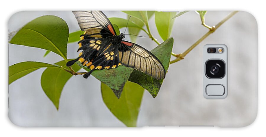 Butterfly Wonderland Galaxy Case featuring the photograph Butterfly #1 by Richard J Thompson