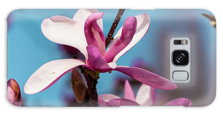 Magnolia Galaxy Case featuring the photograph Magnolia #6 by Kevin Gladwell