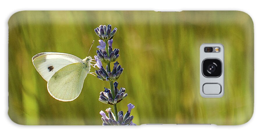 Animal Galaxy Case featuring the photograph Pieris brassicae, the large white, also called cabbage butterfly #7 by Amanda Mohler