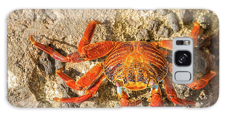 Galapagos Islands Galaxy S8 Case featuring the photograph Sally Lightfoot crab on Galapagos Islands #7 by Marek Poplawski