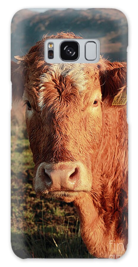 Red Cow Galaxy Case featuring the photograph A Curious Red Cow by Maria Gaellman