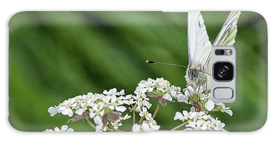 Insectsofinstagram Galaxy Case featuring the photograph A Green-veined White (pieris Napi) by John Edwards