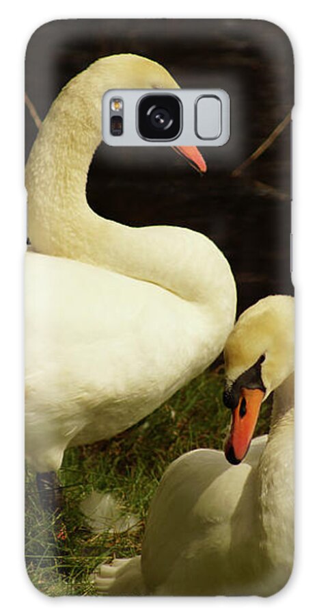Mute Swan Galaxy Case featuring the photograph A Handsome Pair by Cassandra Buckley
