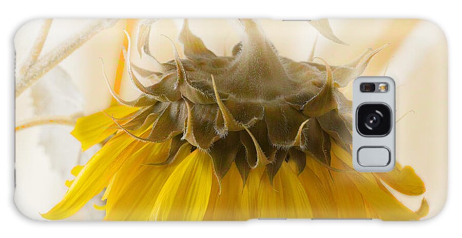 Sunflower Galaxy Case featuring the photograph A Suspended Sunflower by Sandra Foster