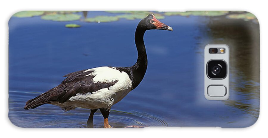 Adult Galaxy Case featuring the photograph Adult Magpie Goose by Gerard Lacz
