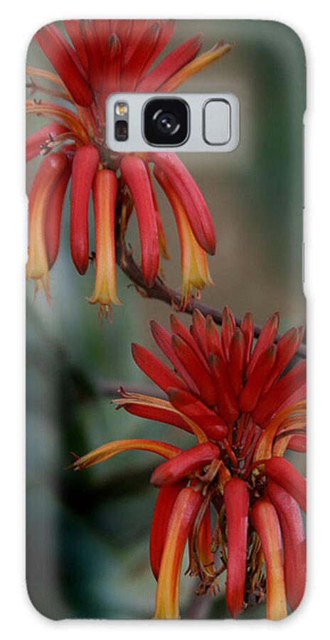 Lily Galaxy S8 Case featuring the photograph African Fire Lily by Joseph G Holland