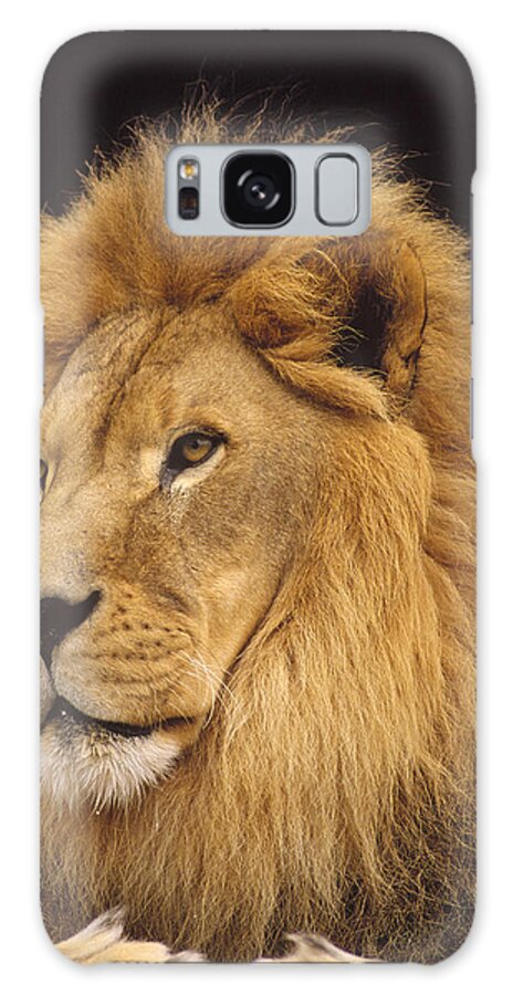 Mp Galaxy Case featuring the photograph African Lion Panthera Leo Male by Gerry Ellis