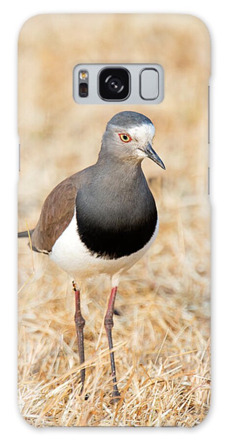 Photography Galaxy Case featuring the photograph African Wattled Lapwing Vanellus by Panoramic Images