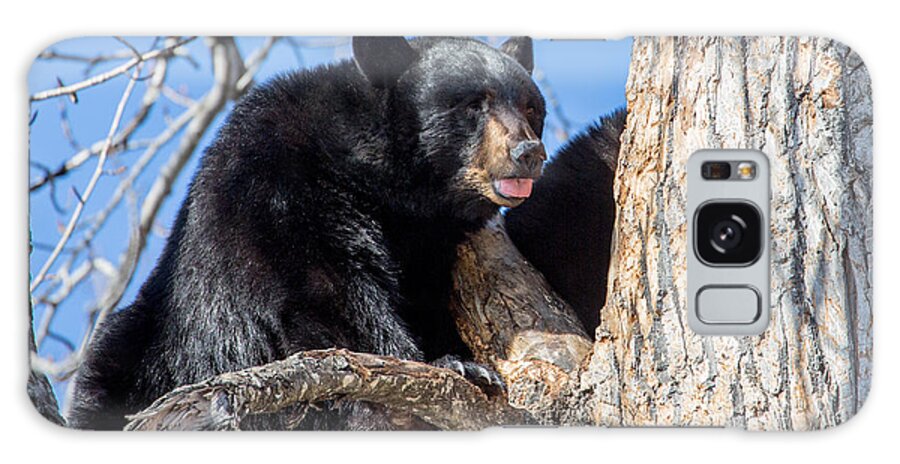 Sam Amato Photography Galaxy Case featuring the photograph Alaska Black Bear in a tree by Sam Amato