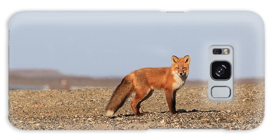 Sam Amato Galaxy Case featuring the photograph Alaskan Red Fox by Sam Amato