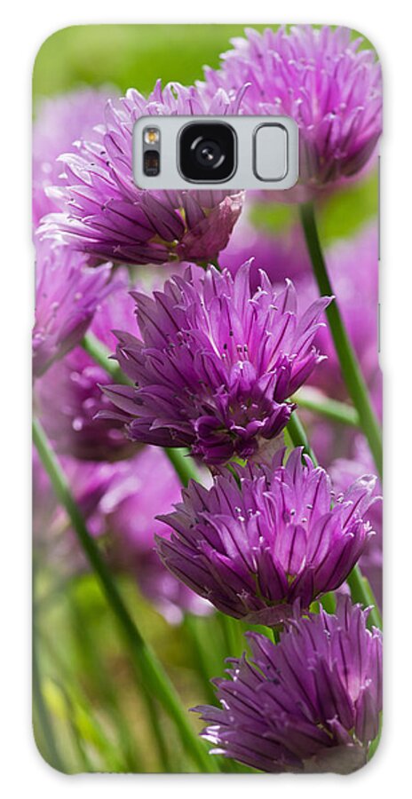 Allium Galaxy Case featuring the photograph Allium blooms by Pete Hemington