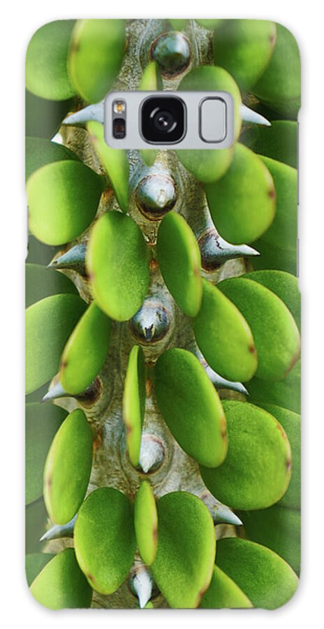 Alluaudia Ascendens Galaxy Case featuring the photograph Alluaudia Ascendens 3 by Kenneth Roberts