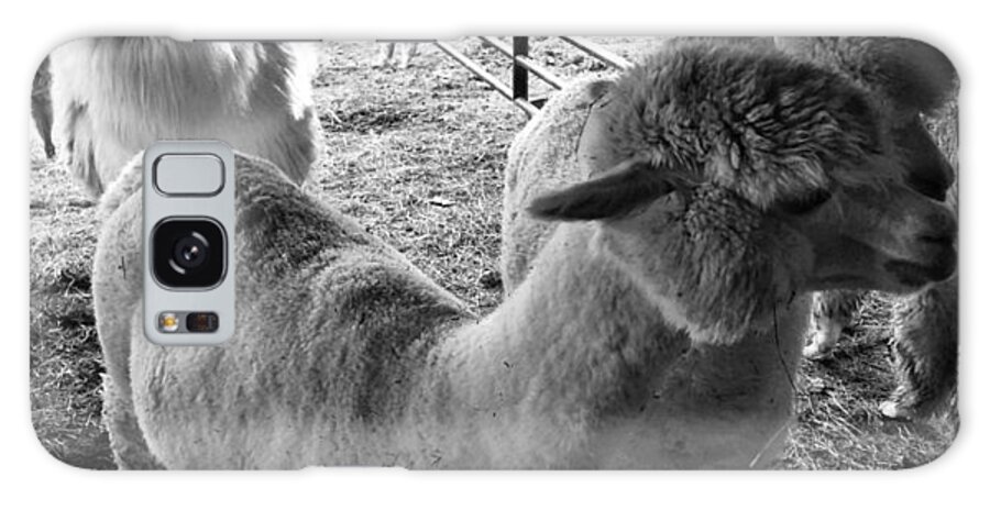 Alpaca Galaxy S8 Case featuring the photograph Alpaca Meeting by Joseph Caban