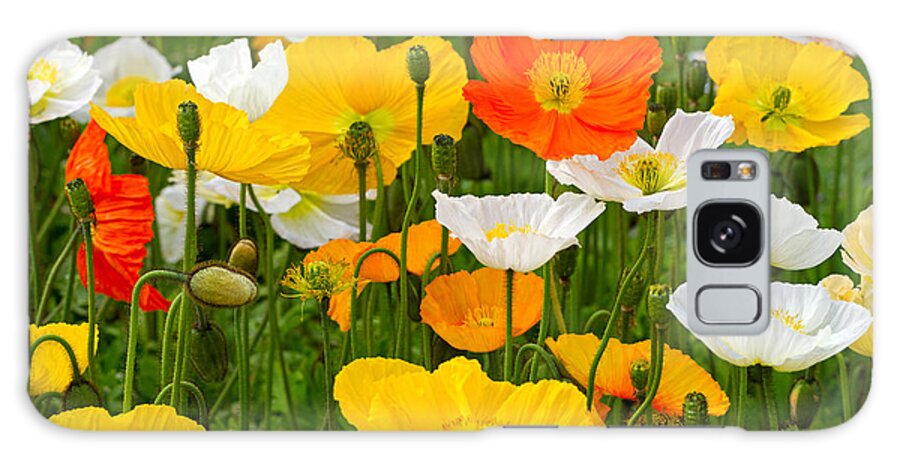 Poppies Galaxy Case featuring the photograph Alpine poppies by Louise Heusinkveld