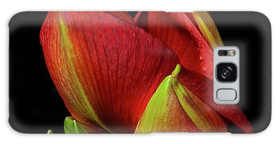Flower Galaxy Case featuring the photograph Amaryllis 'Merry Christmas' by Ann Jacobson