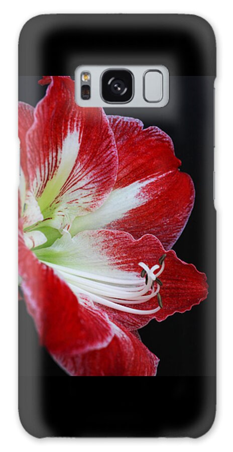 Flower Galaxy Case featuring the photograph Amaryllis by Tammy Pool