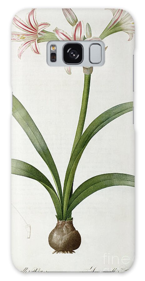 Lily Galaxy Case featuring the painting Amaryllis Vittata by Pierre Redoute