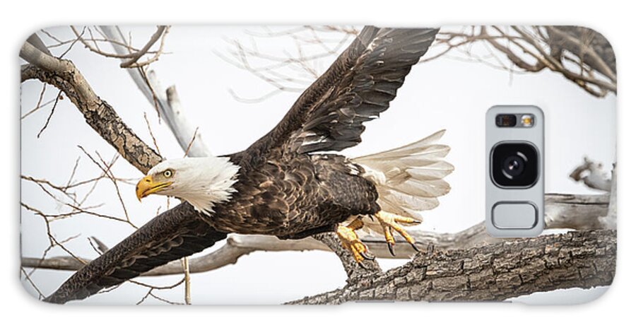 Eagle Galaxy Case featuring the photograph America Bald Eagle taking flight from a tree branch by Phillip Rubino