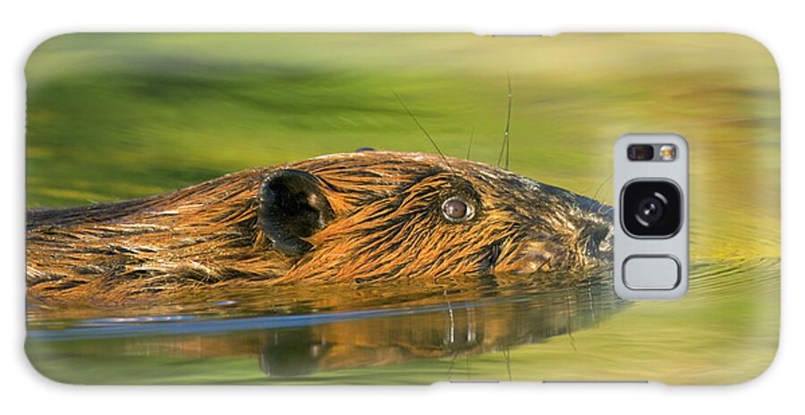 00345388 Galaxy Case featuring the photograph American Beaver Swimming by Yva Momatiuk John Eastcott