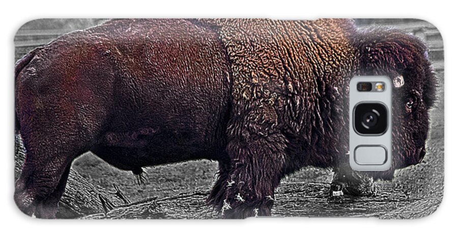 American Bison Galaxy Case featuring the photograph American Bison by Miroslava Jurcik