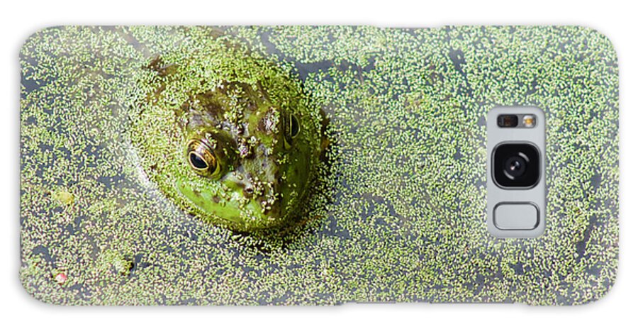 Photography Galaxy S8 Case featuring the photograph American Bullfrog by Sean Griffin