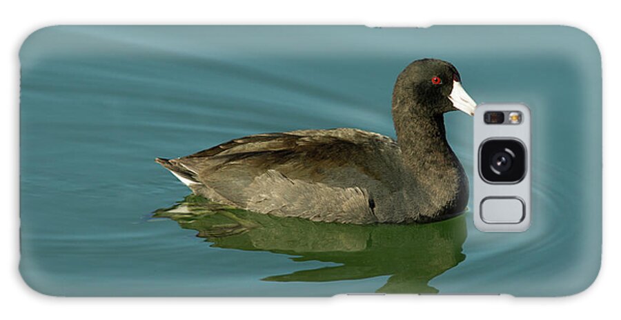 Coot Galaxy Case featuring the photograph American Coot by Paul Rebmann