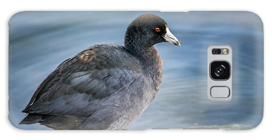 Bird Galaxy Case featuring the photograph American Coot by Wild Fotos