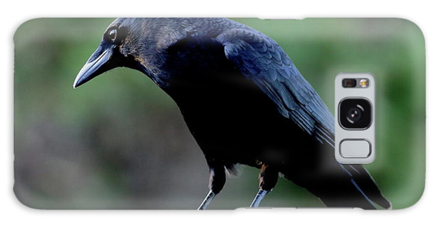 Bird Galaxy Case featuring the photograph American Crow In Thought by Daniel Reed