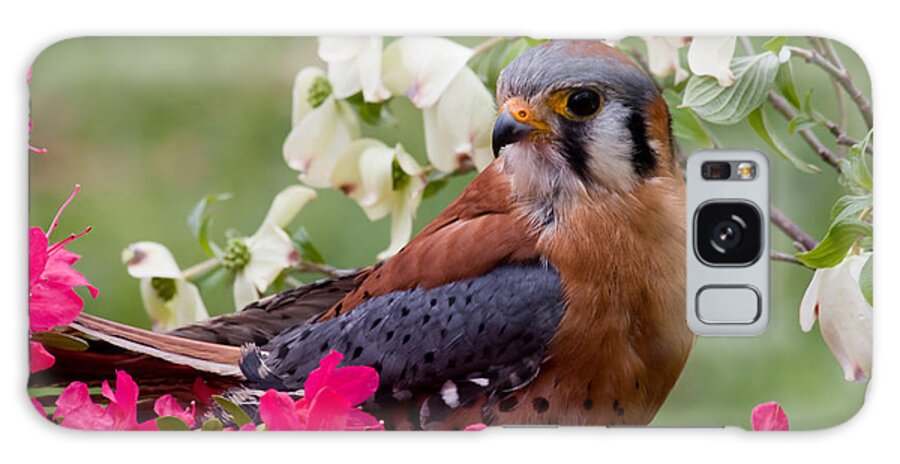 American Galaxy Case featuring the photograph American Kestrel in the Springtime by Jill Lang