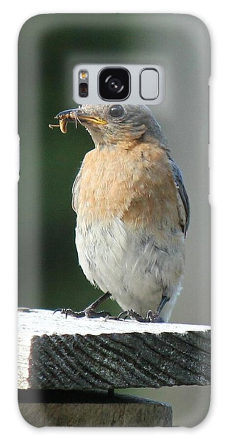 Robin Galaxy S8 Case featuring the photograph American Robin by Charles and Melisa Morrison