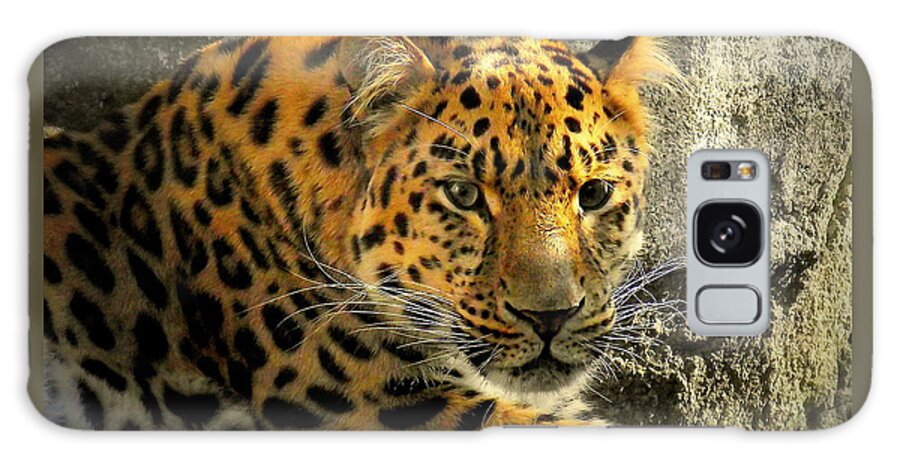 Amur Leopard Galaxy Case featuring the photograph Amur Lepard I see you by John Olson