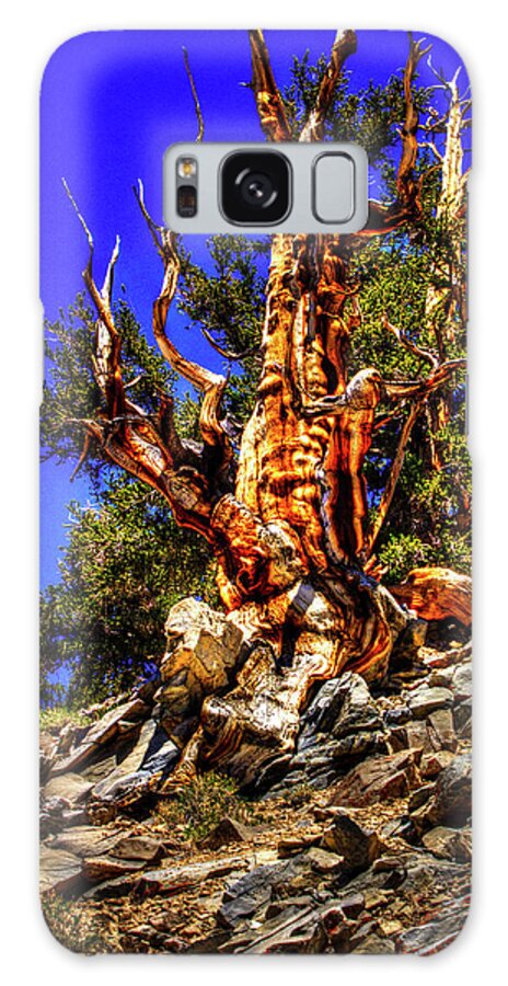 California Galaxy Case featuring the photograph Ancient Bristlecone Pine Forest by Roger Passman