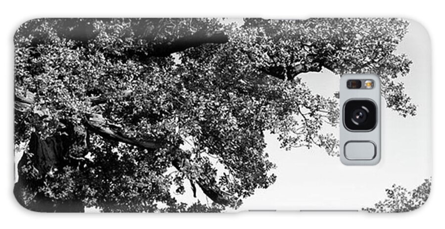 Woodland Galaxy Case featuring the photograph Ancient Oak, Bradgate Park by John Edwards
