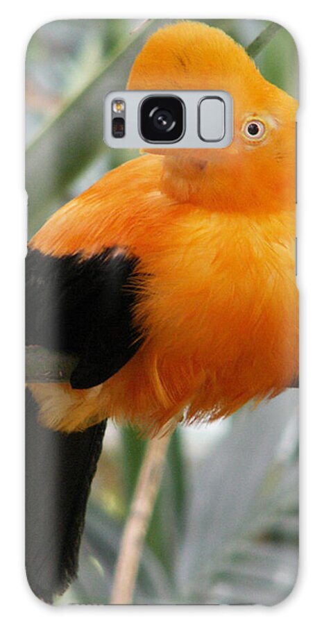 Bird Galaxy Case featuring the photograph Andean Cock of the Rock by Amy Fose