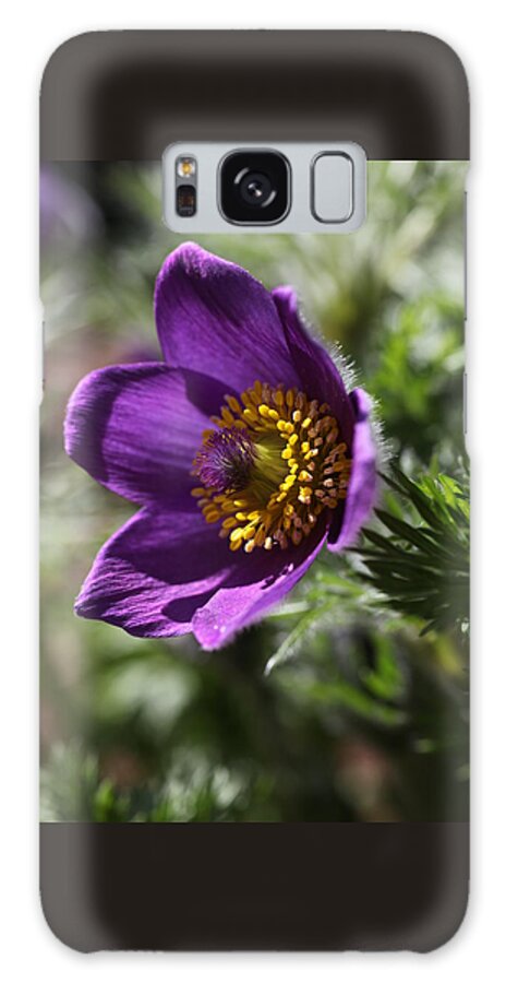 Flower Galaxy Case featuring the photograph Fuzzy Purple Anemone Pulsatilla Vulgaris by Tammy Pool