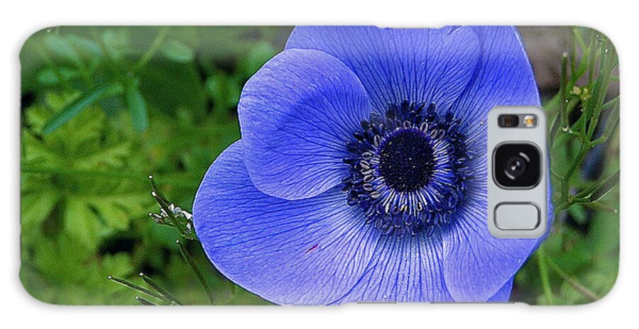 Garden Galaxy S8 Case featuring the photograph Anemone by Suzanne Shepherd