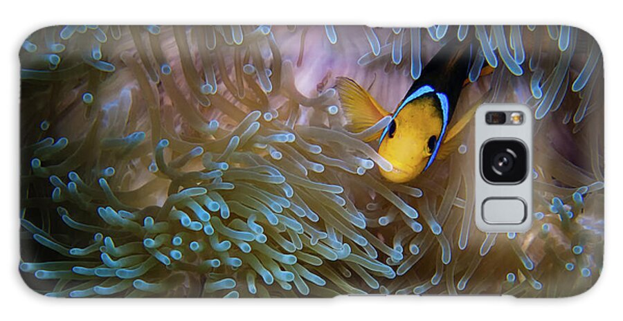 Bora Bora Galaxy Case featuring the photograph Anemonefish by Doug Sturgess