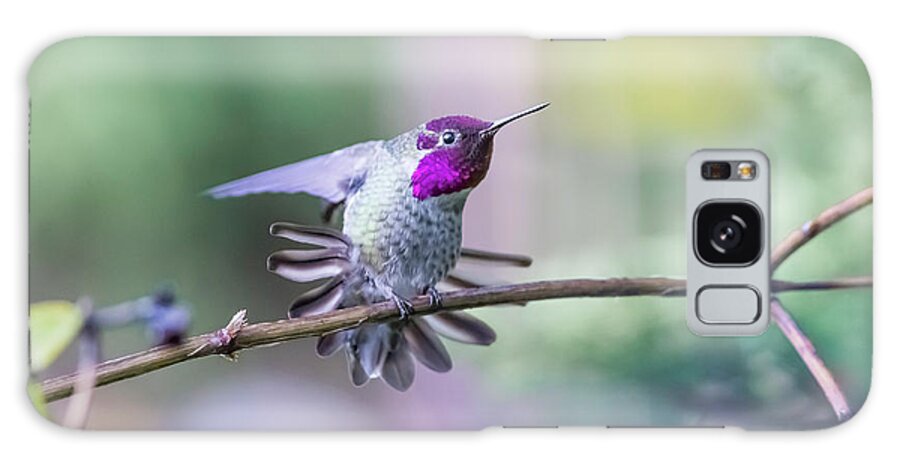 Anna's Hummingbird Galaxy Case featuring the photograph Anna's Hummingbird stretching by Kathy King