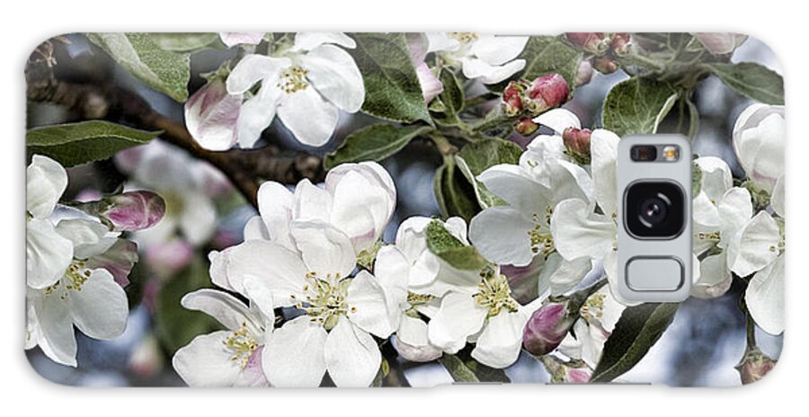 Flowers Galaxy Case featuring the photograph Apple Blossoms by JGracey Stinson