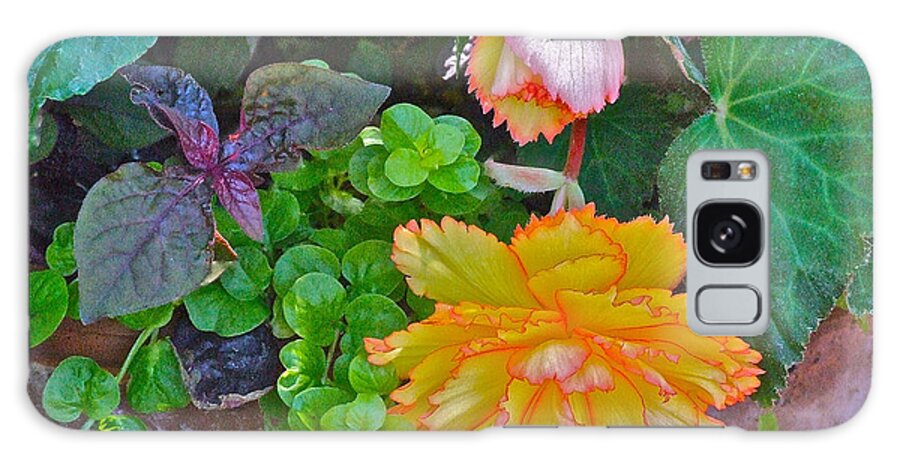 Begonia. Garden Flower Galaxy S8 Case featuring the photograph Apricot Begonia 3 by Janis Senungetuk