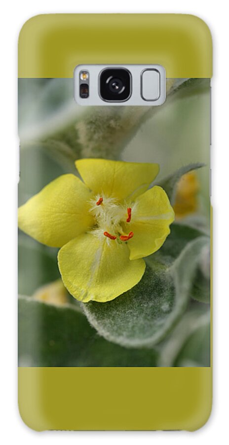 Flower Galaxy Case featuring the photograph Arctic Summer Mullein by Tammy Pool