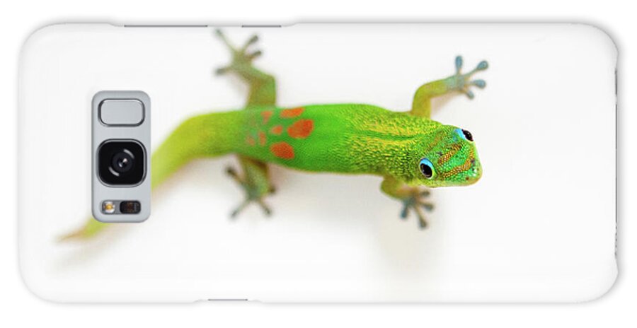 Gecko Galaxy Case featuring the photograph Green Gecko by Denise Bird