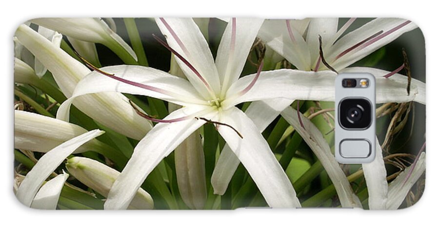 Flower Galaxy Case featuring the photograph Asiatic Poison Lily by Amy Fose