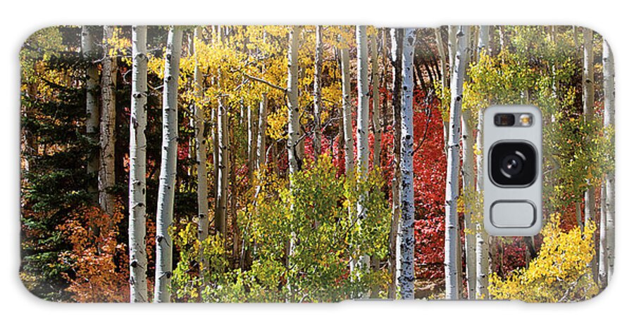 Aspen Galaxy Case featuring the photograph Aspen and Red Maple by Dan Norris