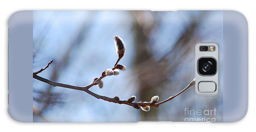 Catkins Galaxy Case featuring the photograph Aspen Catkins 20120314_33a by Tina Hopkins
