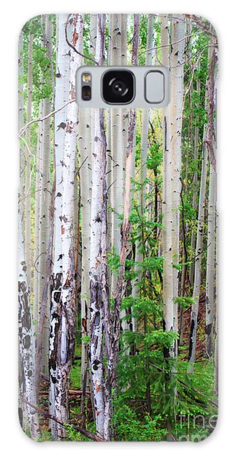 Fine Art Galaxy Case featuring the photograph Aspen Grove in the White Mountains by Donna Greene