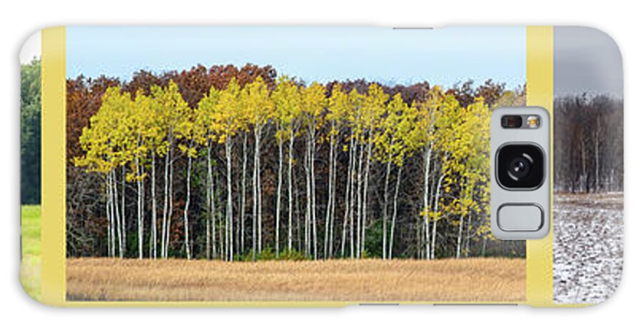 Trees Galaxy Case featuring the photograph Aspen Triptych by Peter Ponzio